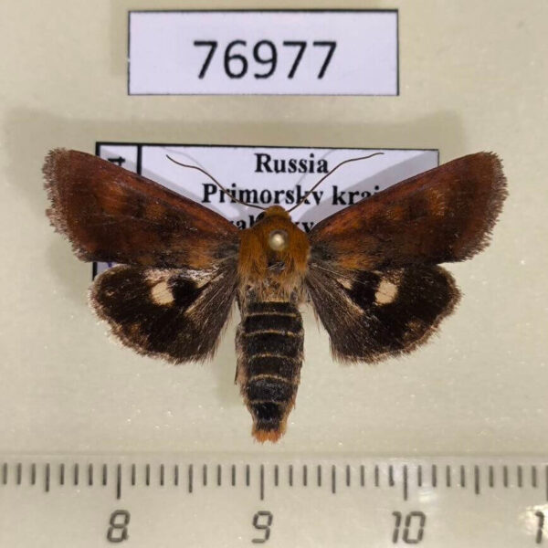 Noctuidae Heliocheilus fervens f Primorye