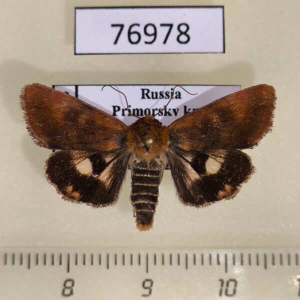 Noctuidae Heliocheilus fervens f Primorye