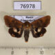 76978p Noctuidae Heliocheilus fervens f Primorye $13