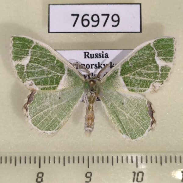 Geometridae Comibaena tancrei Primorye