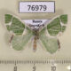 76979p Geometridae Comibaena tancrei Primorye $3
