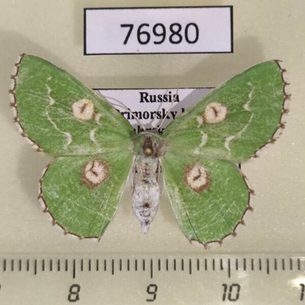 Geometridae Thetidia albocostaria f Primorye