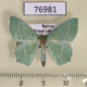76981p Geometridae Hemistola zimmermanni Primorye $3