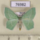 76982p Geometridae Hemistola zimmermanni Primorye $4