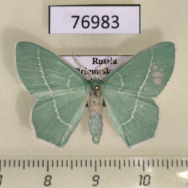 Geometridae Hemistola zimmermanni Primorye