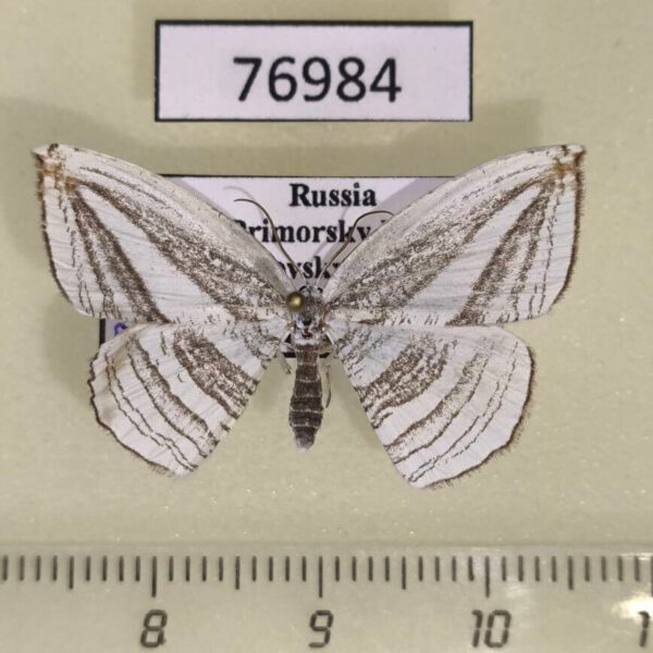 Uraniidae Acropteris iphiata Primorye