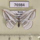 76984p Uraniidae Acropteris iphiata Primorye $5