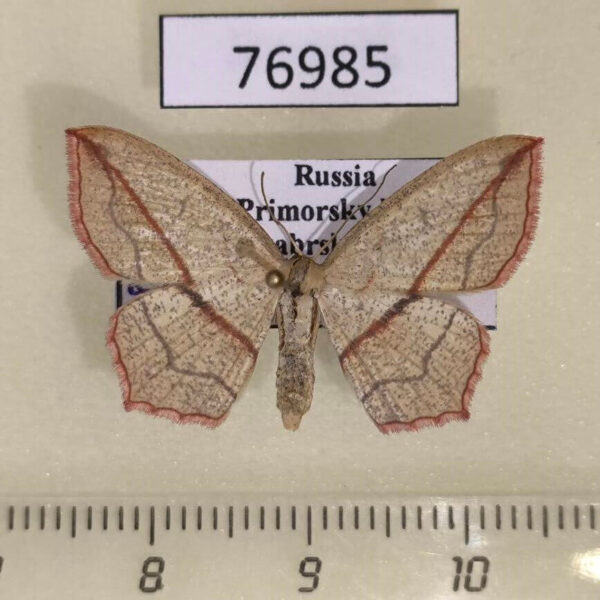 Geometridae Timandra comptaria Primorye