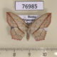 76985p Geometridae Timandra comptaria Primorye $6