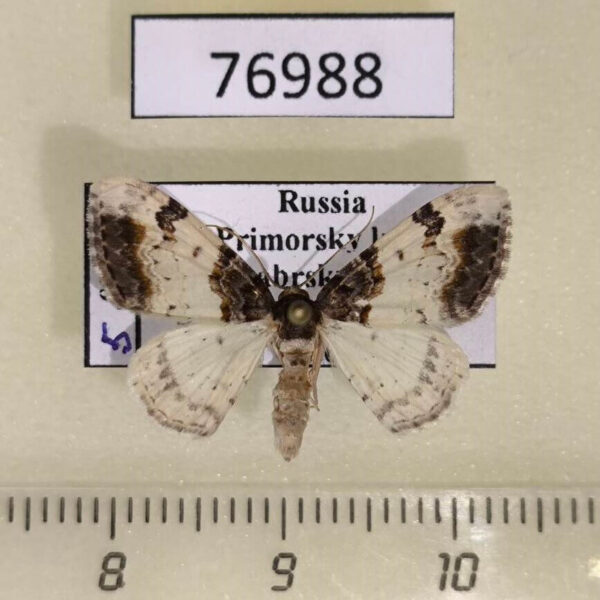 Geometridae Catarhoe yokohamae Primorye