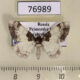 76989p Geometridae Catarhoe yokohamae Primorye $5