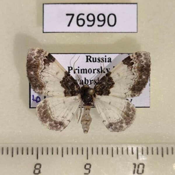 Geometridae Catarhoe yokohamae f Primorye