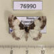 76990p Geometridae Catarhoe yokohamae f Primorye $6