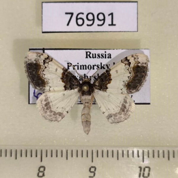 Geometridae Catarhoe yokohamae Primorye