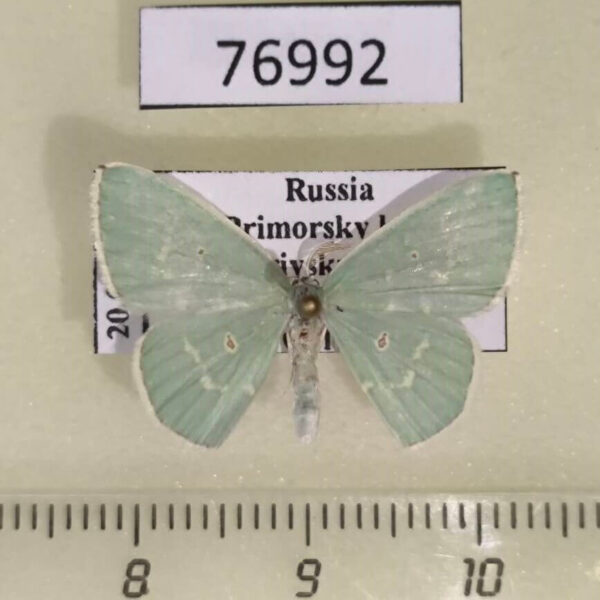 Geometridae Comostola subtiliaria Primorye
