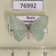 76992p Geometridae Comostola subtiliaria Primorye $5