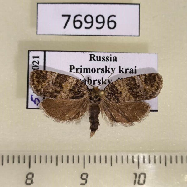 Tortricidae sp. Primorye