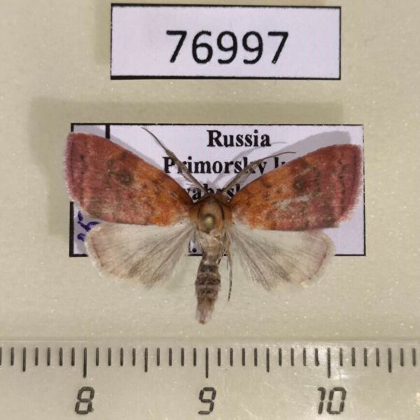 Noctuidae Gelastocera eminentissima Primorye