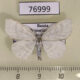 76999p Geometridae Cabera schaefferi Primorye $5