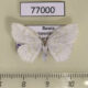 77000p Geometridae Cabera schaefferi f Primorye $5
