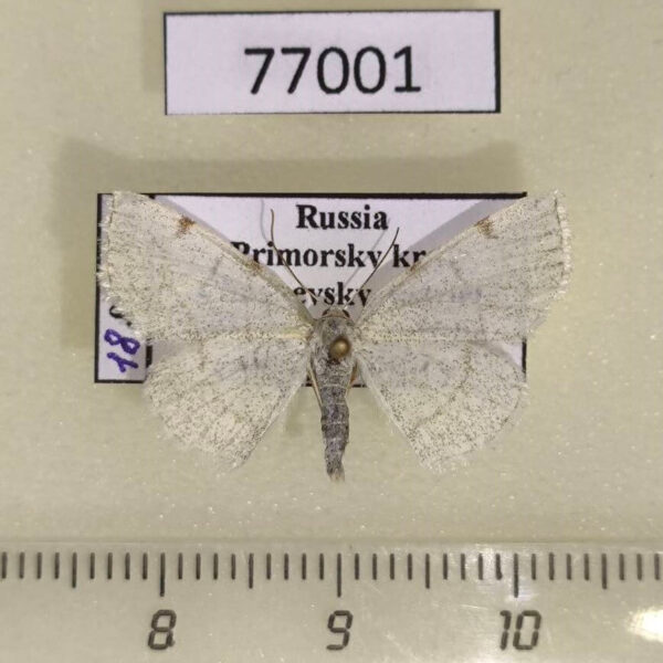 Geometridae Eudjakonovia pulverata Primorye