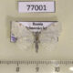 77001p Geometridae Eudjakonovia pulverata Primorye $4