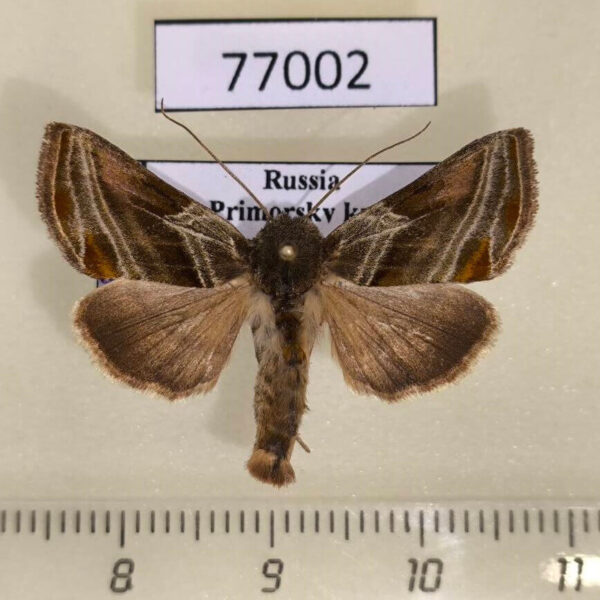 Noctuidae Euchalcia modestoides Primorye