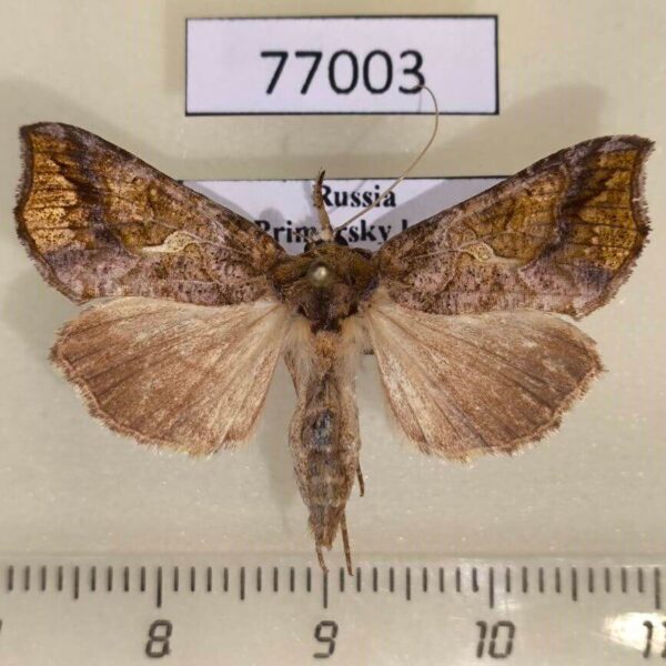 Noctuidae Polychrysia sica f Primorye