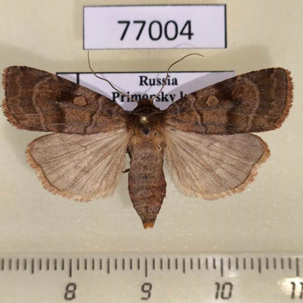 Noctuidae Paradiarsia punicea Primorye