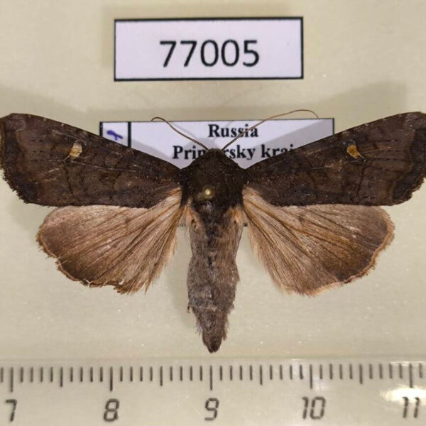 Noctuidae Helotropa leucostigma Primorye