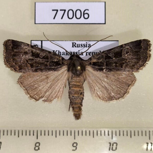 Noctuidae Eugraphe versuta Khakassia rep.