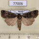 77006p Noctuidae Eugraphe versuta Khakassia rep. $15