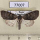 77007p Noctuidae Acronicta bellula f Primorye $10