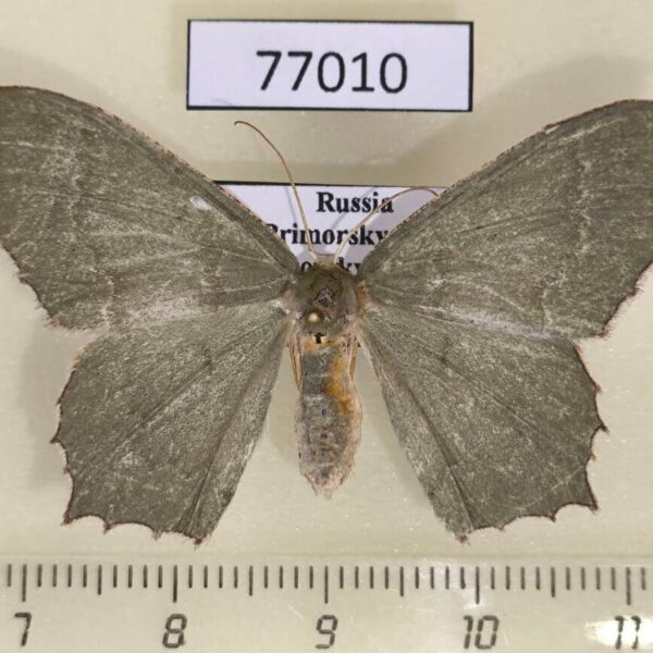 Geometridae Maxates grandificaria f Primorye
