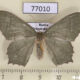 77010p Geometridae Maxates grandificaria f Primorye $5