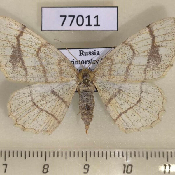 Geometridae Exangerona prattiaria f Primorye