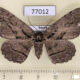 77012p Geometridae Hypomecis phantomaria f Primorye $7