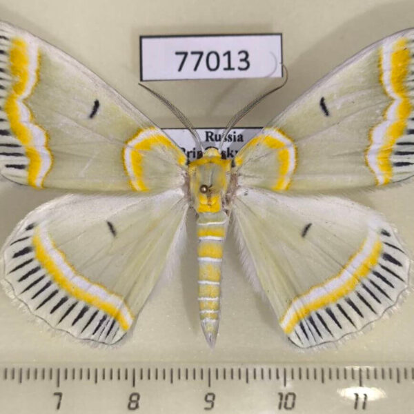 Geometridae Iotaphora admirabilis Primorye