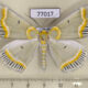 77017p Geometridae Iotaphora admirabilis Primorye $9