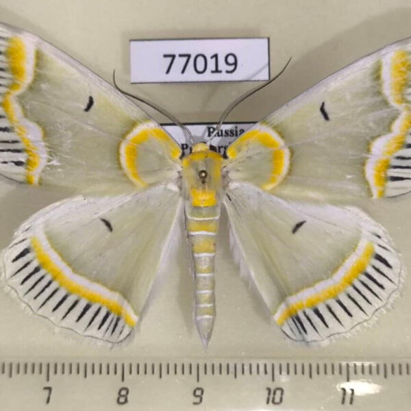 Geometridae Iotaphora admirabilis Primorye