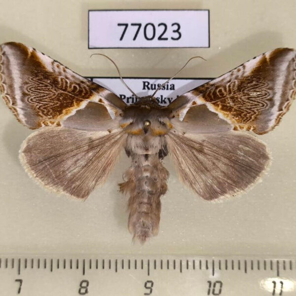 Thyatiridae Habrosyne pyritoides derasoides Primorye
