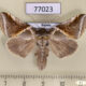 77023p Thyatiridae Habrosyne pyritoides derasoides Primorye $5