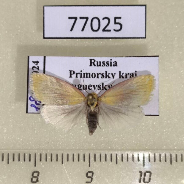 Noctuidae Earias roseifera Primorye