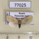 77025p Noctuidae Earias roseifera Primorye $10