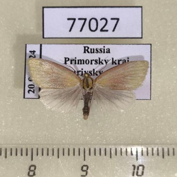 Noctuidae Earias roseifera Primorye