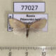 77027p Noctuidae Earias roseifera Primorye $10