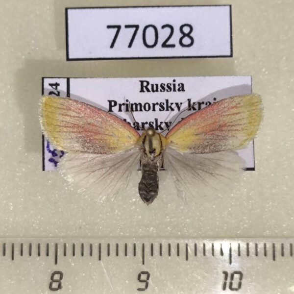 Noctuidae Earias roseifera f Primorye