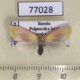 77028p Noctuidae Earias roseifera f Primorye $15