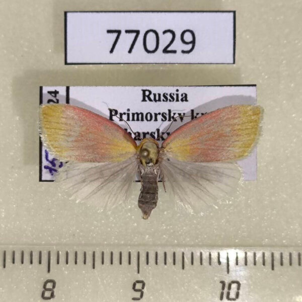 Noctuidae Earias roseifera f Primorye