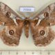 77033p Saturniidae Caligula boisduvalii Primorye $6
